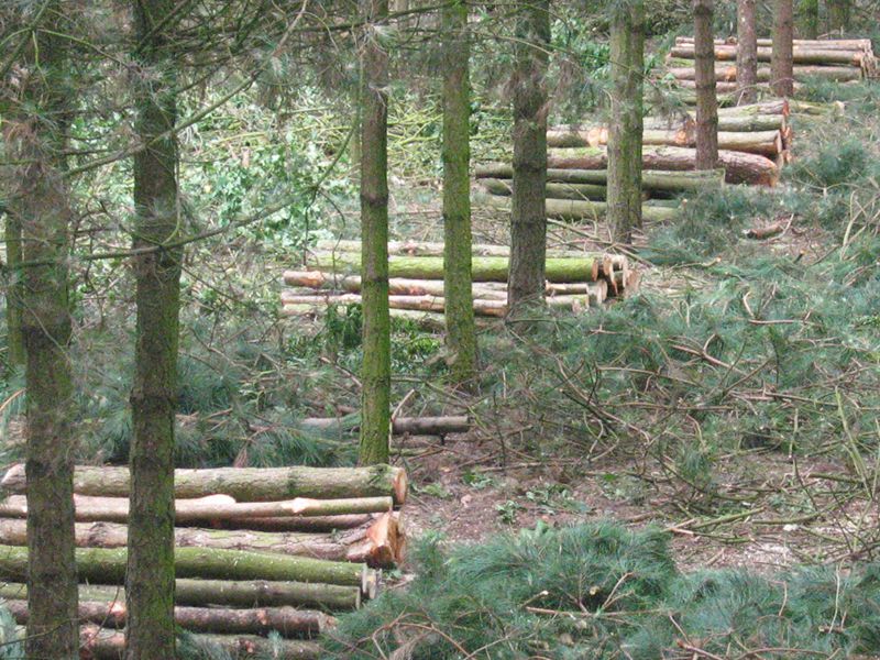 MGC Woodland Management and Commercial Tree Work Courses Slide