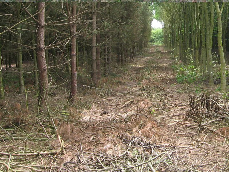 MGC Woodland Management and Commercial Tree Work Courses Slide