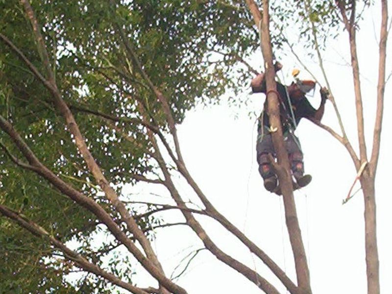 MGC Woodland Management and Commercial Tree Work Courses Slide